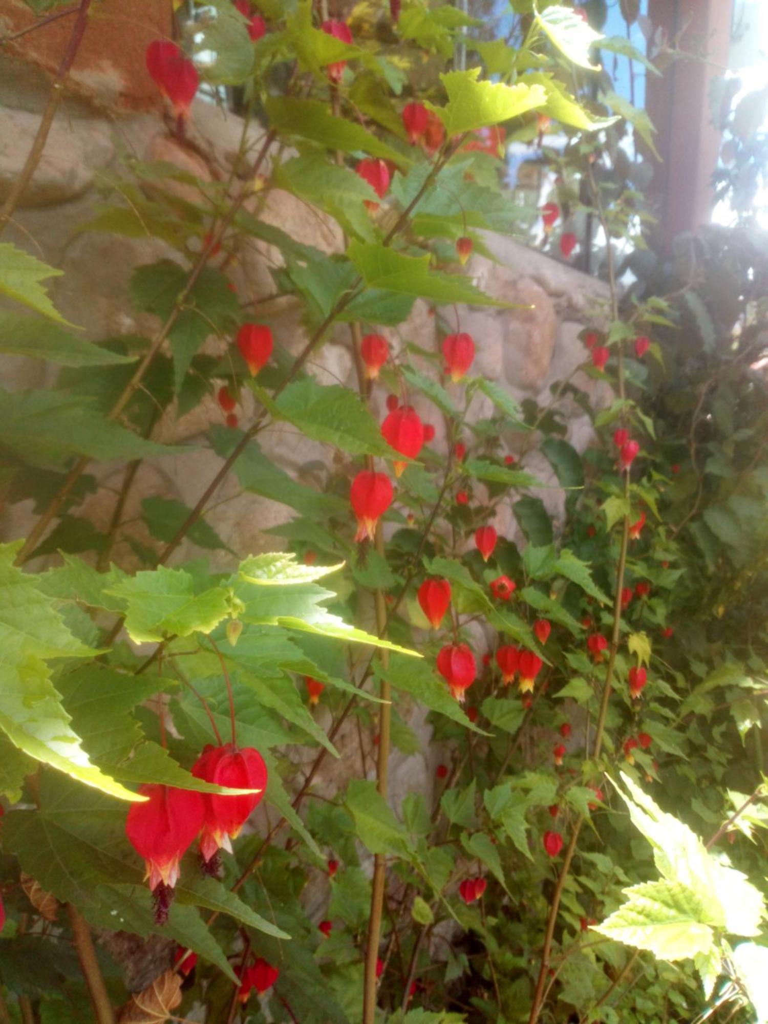 אורובמבה Ecolodge Ccatan מראה חיצוני תמונה